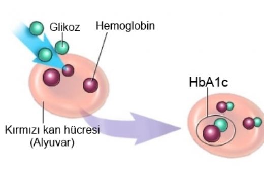 Glikozile Hemoglobin Hb A1c