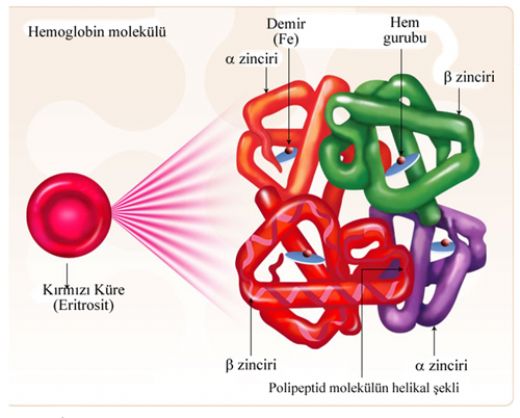 Hemoglobin F Ykseklii