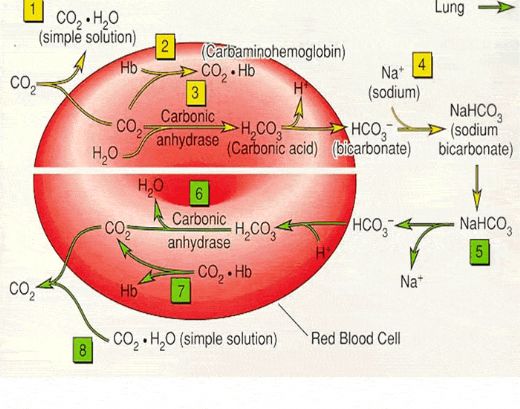 Hemoglobin Nedir