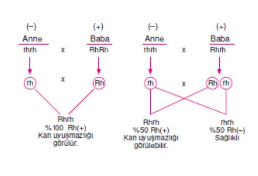 Kan Grubu Uyumazl