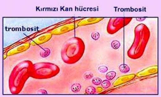 Kanda Plt Dkl Nedir