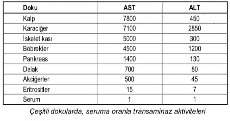 ALT (Sgpt) Nedir ALT Ykseklii